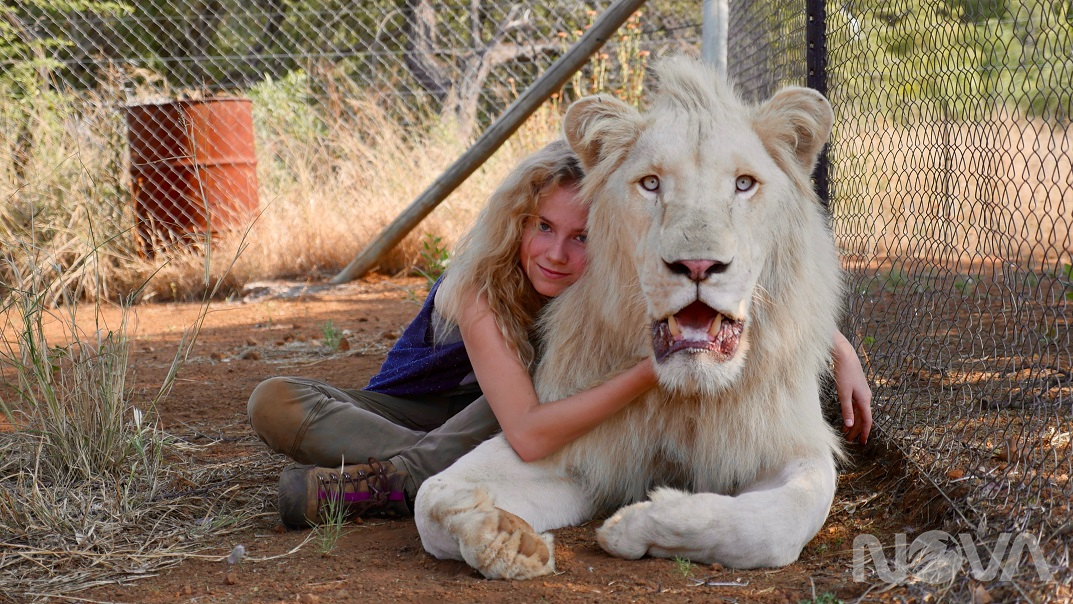 我和我的小白獅王