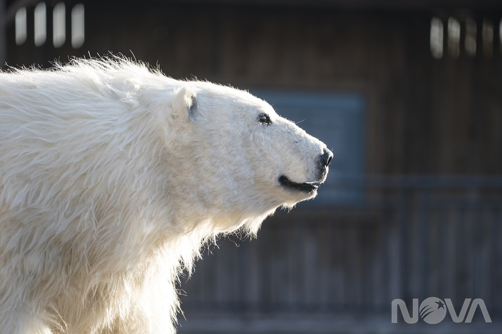 超”人”氣動物園