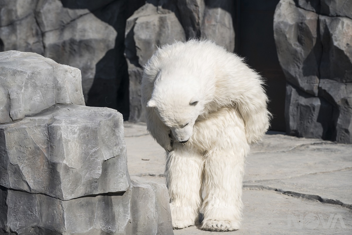 超"人"氣動物園
