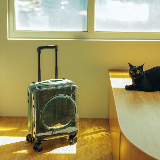 一張含有 貓, 地板, 室內, 坐 的圖片

自動產生的描述